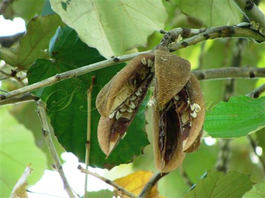  Dehiscing capsule